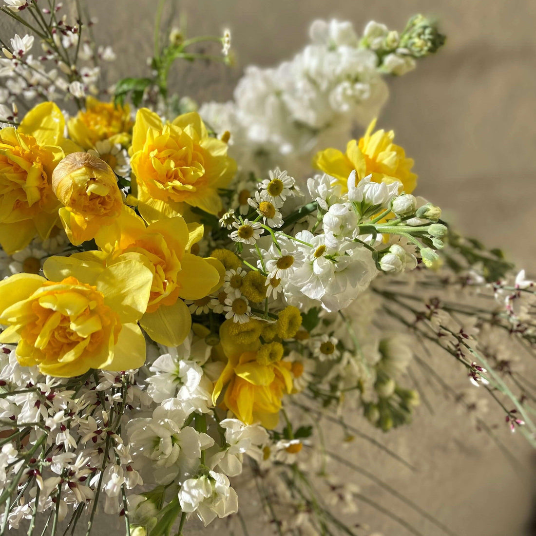 Our guide to spring flowers: Daffodils - by Cabane - sustainable floral design studio in California