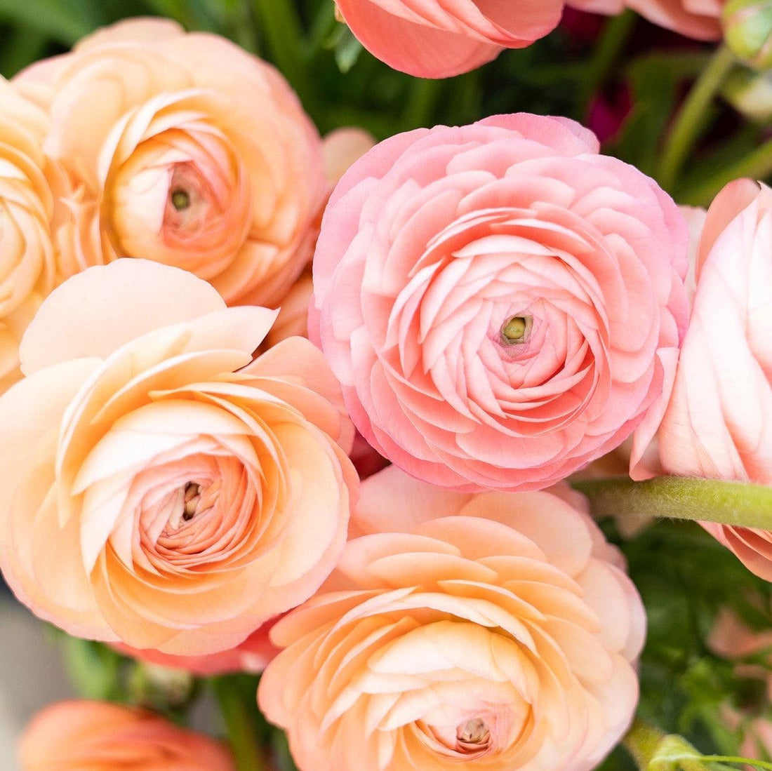 Our guide to spring flowers: Ranunculus, the rose of spring - by Cabane - sustainable floral design studio in California