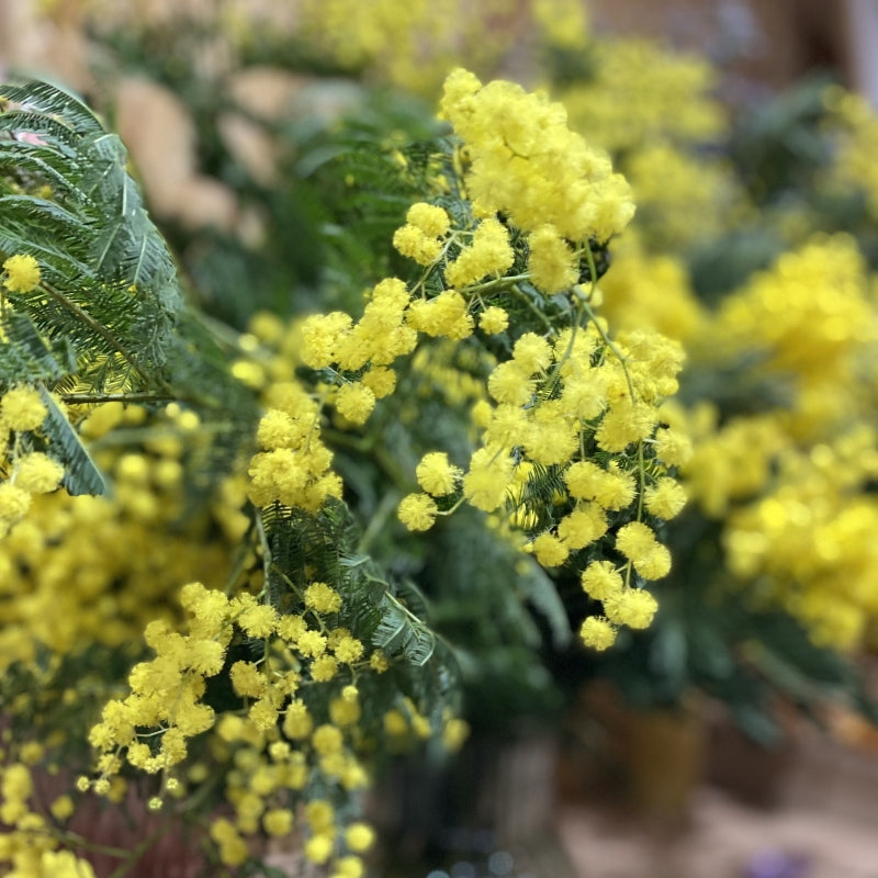 Le bouquet de mimosa